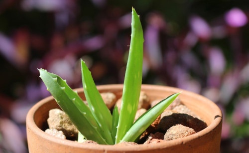 Como hacer crema aloe vera casera