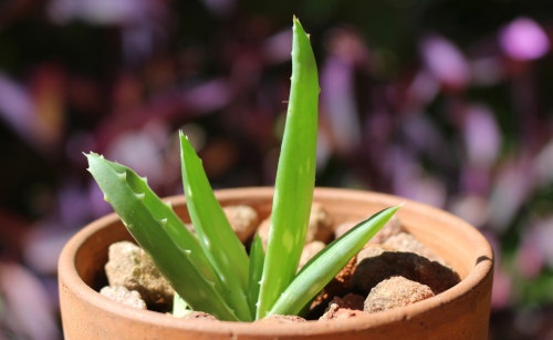 Planta de aloe vera