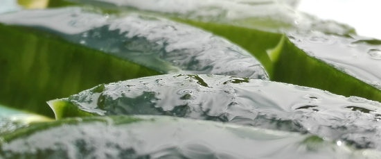 Aloe vera: para qué sirve y sus usos