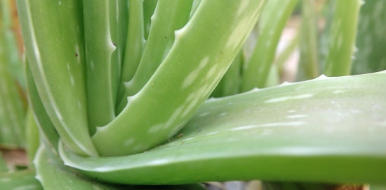 Propiedades y beneficios del aloe vera