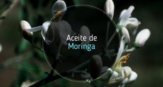 Todo sobre el aceite de moringa