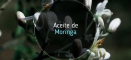 Todo sobre el aceite de moringa